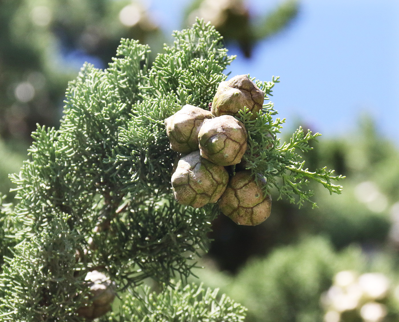 Image of Cupressus sempervirens specimen.