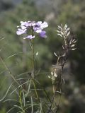 Iberis linifolia. Верхушки побегов цветущего и плодоносящего растения. Испания, автономное сообщество Каталония, провинция Жирона, комарка Баш Эмпорда, муниципалитет Сант-Фелиу-де-Гишольс, окр. памятника природы Pedralta (Педральта), в подлеске сосново-дубового леса. 08.03.2020.