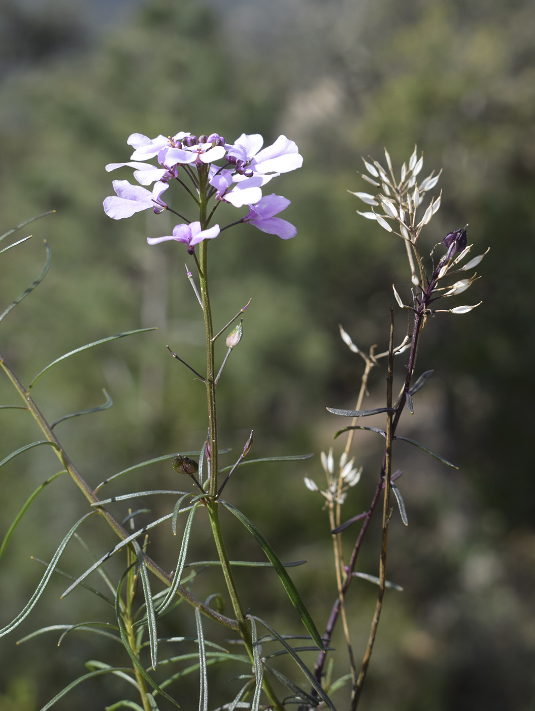Image of Iberis linifolia specimen.