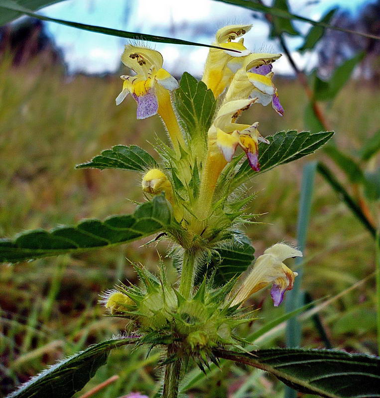 Изображение особи Galeopsis speciosa.