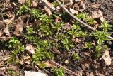 Anemone ranunculoides