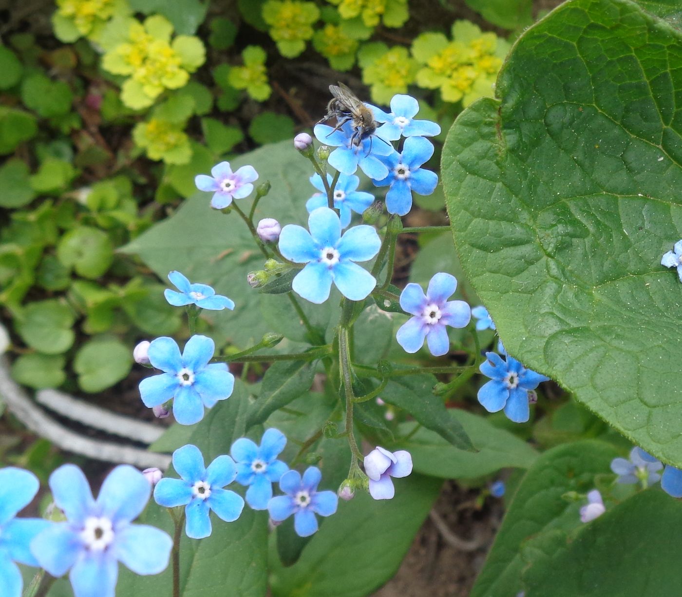 Изображение особи Brunnera sibirica.