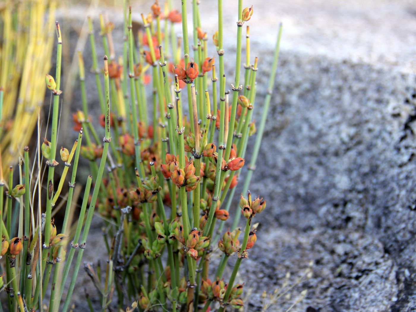 Изображение особи Ephedra intermedia.