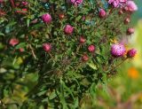 Symphyotrichum novae-angliae