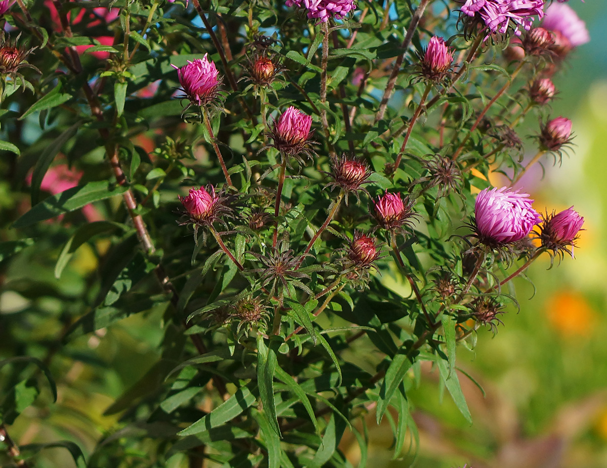 Изображение особи Symphyotrichum novae-angliae.