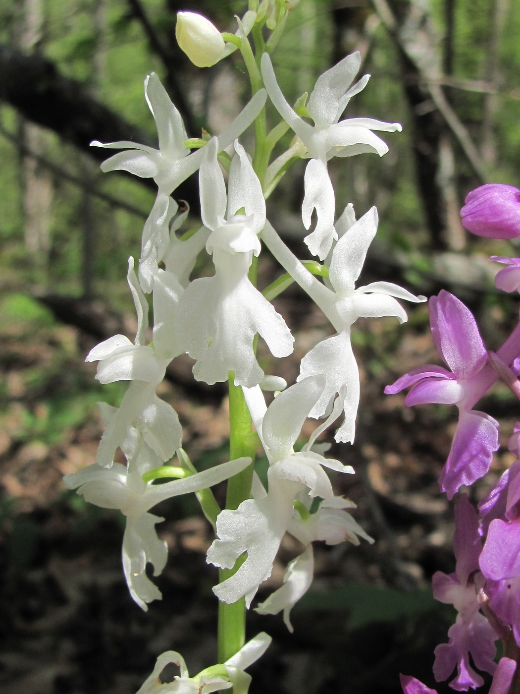 Изображение особи Orchis mascula.