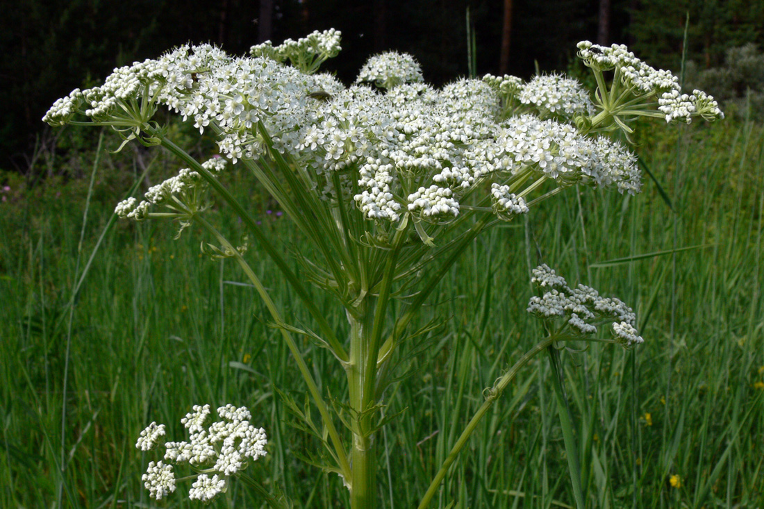 Image of Pleurospermum uralense specimen.