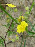 Potentilla chinensis. Верхушка побега с цветками и завязывающимися плодами. Приморский край, Партизанский р-н, пос. Волчанец, побережье, на границе с песчаным пляжем. 30.07.2019.