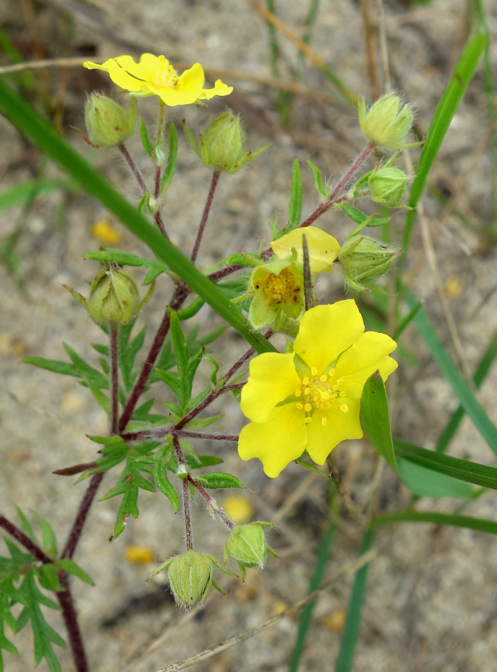 Изображение особи Potentilla chinensis.