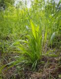 Plantago lanceolata. Зацветающее растение. Пермский край, г. Пермь, Кировский р-н, суходольный луг вдоль склона песчаного карьера. 23.05.2020.