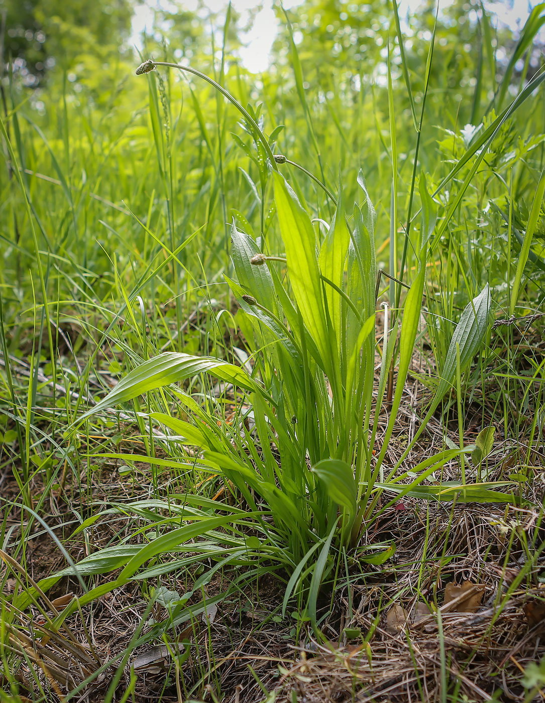 Image of Plantago lanceolata specimen.