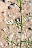 Sisymbrium altissimum. Срединная часть со стеблевыми листьями. Санкт-Петербург, Приморский р-н, окр. просп. Испытателей и Гаккелевской ул., у края участка со стройматериалом. 29.05.2020.