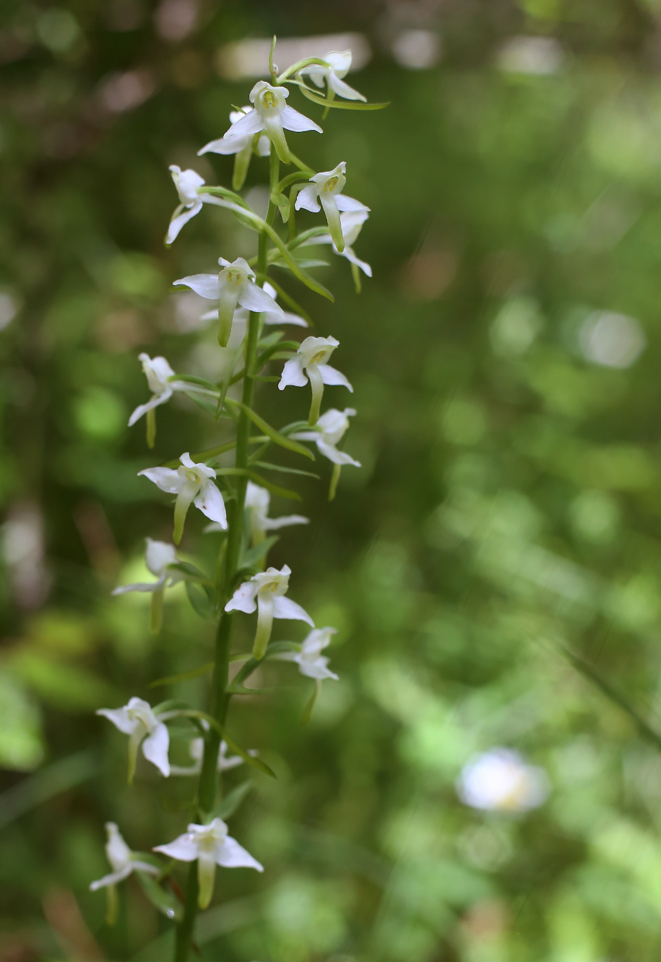 Изображение особи Platanthera bifolia.