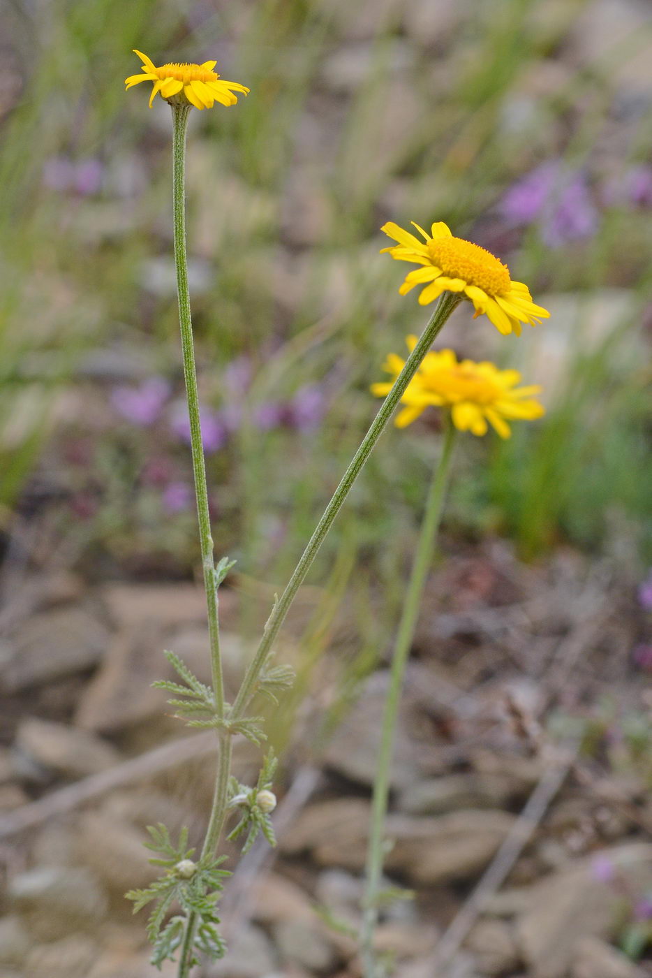 Image of Anthemis tinctoria specimen.