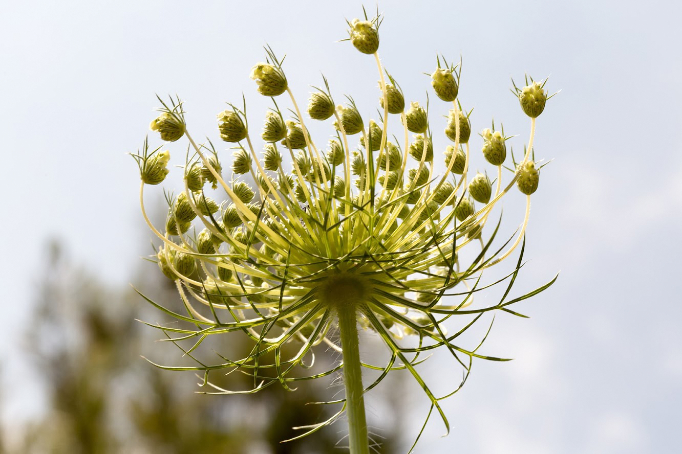 Image of Daucus carota specimen.