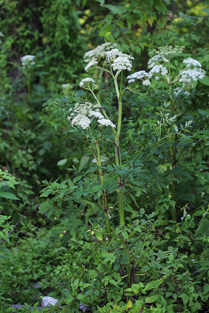 Image of Angelica anomala specimen.