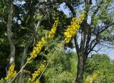 Ligularia jaluensis