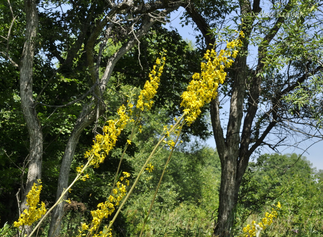 Изображение особи Ligularia jaluensis.