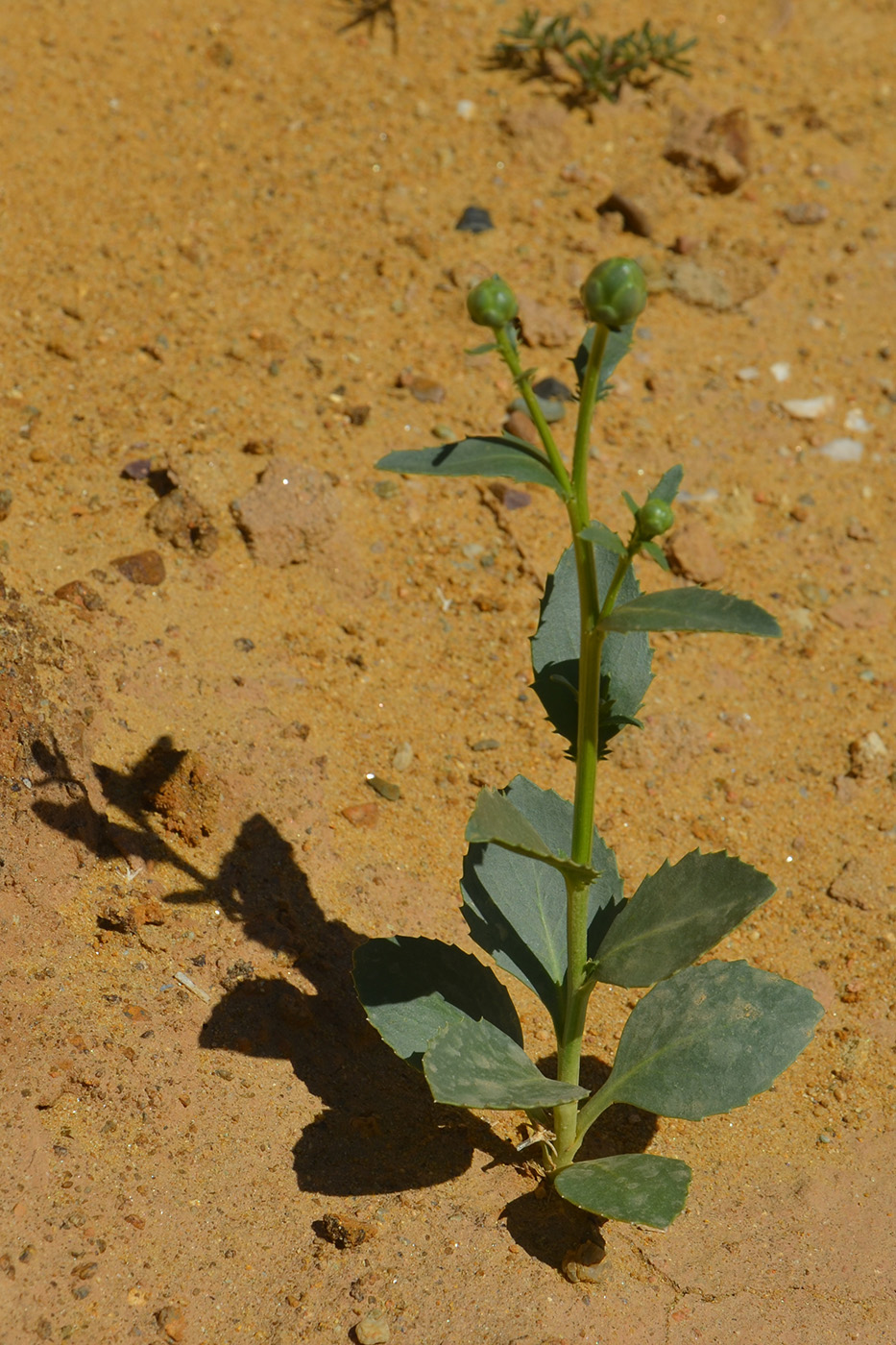 Image of Plagiobasis centauroides specimen.