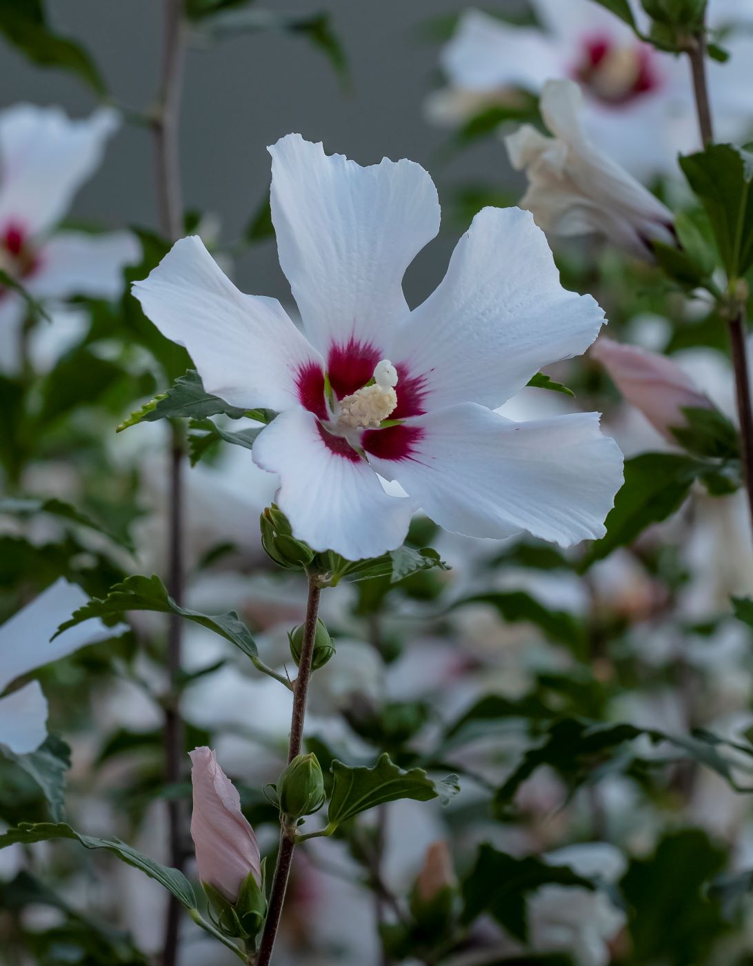 Image of Hibiscus syriacus specimen.