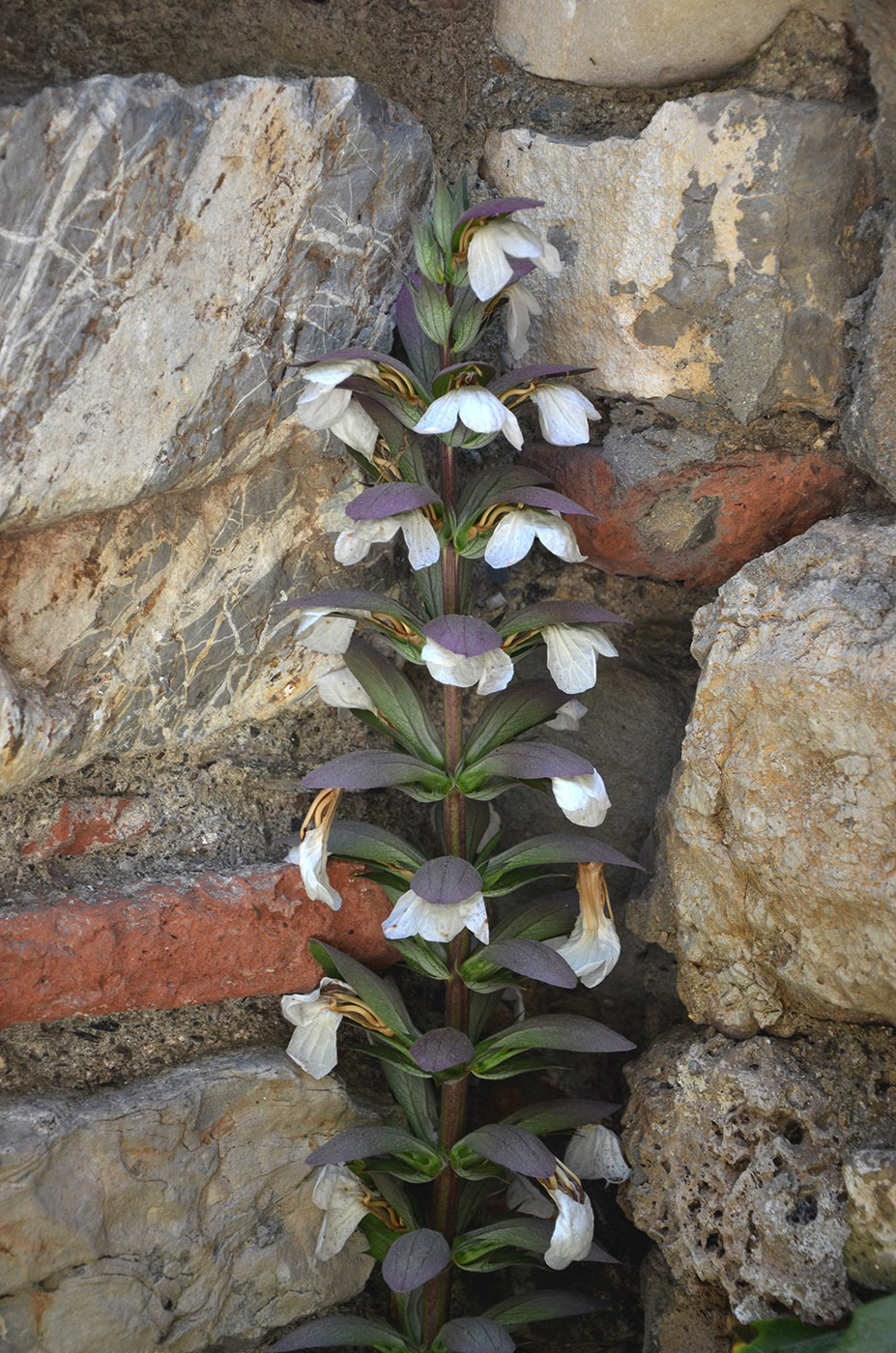 Image of Acanthus mollis specimen.