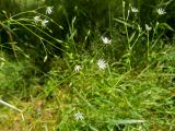 Stellaria graminea