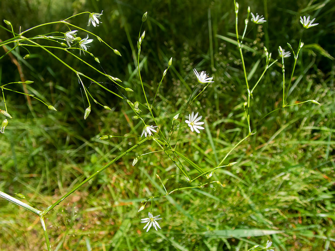 Image of Stellaria graminea specimen.