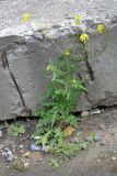 Sisymbrium loeselii. Цветущее растение. Санкт-Петербург, Кировский р-н, Канонерский остров, в трещине между проезжей частью дороги и тротуаром. 03.09.2020.