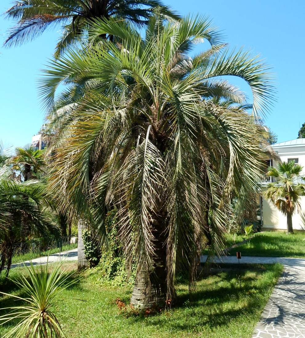 Image of Butia capitata specimen.