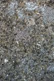 Lecanora dispersa. Талломы с апотециями (вместе с Candelariella). Санкт-Петербург, Красносельский р-н, окр. ж.-д. ст. «Скачки», на столбе ЛЭП. 20.09.2020.