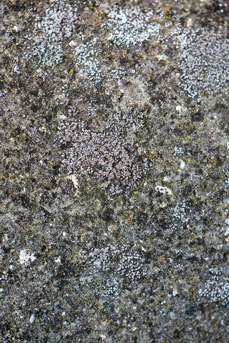 Image of Lecanora dispersa specimen.