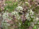 Peucedanum oreoselinum