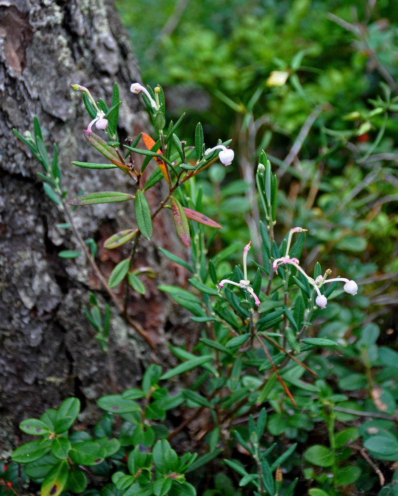 Изображение особи Andromeda polifolia.