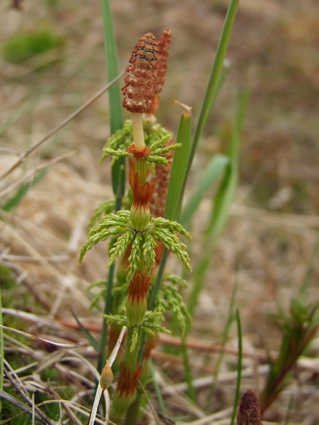 Изображение особи Equisetum sylvaticum.