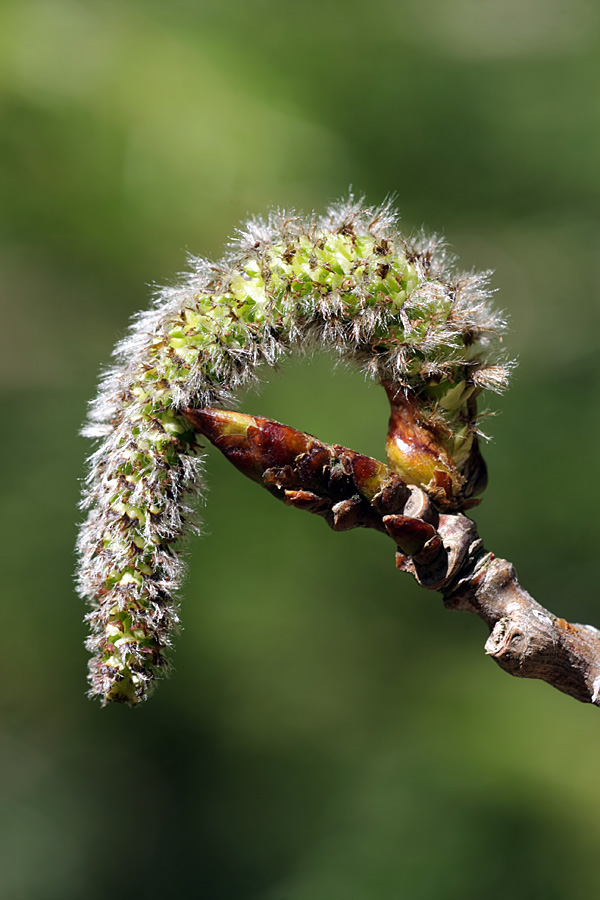 Image of Populus tremula specimen.