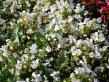 Begonia × hortensis. Цветущие растения. Тверская обл., г. Тверь, городской сад, клумба. 22 сентября 2020 г.