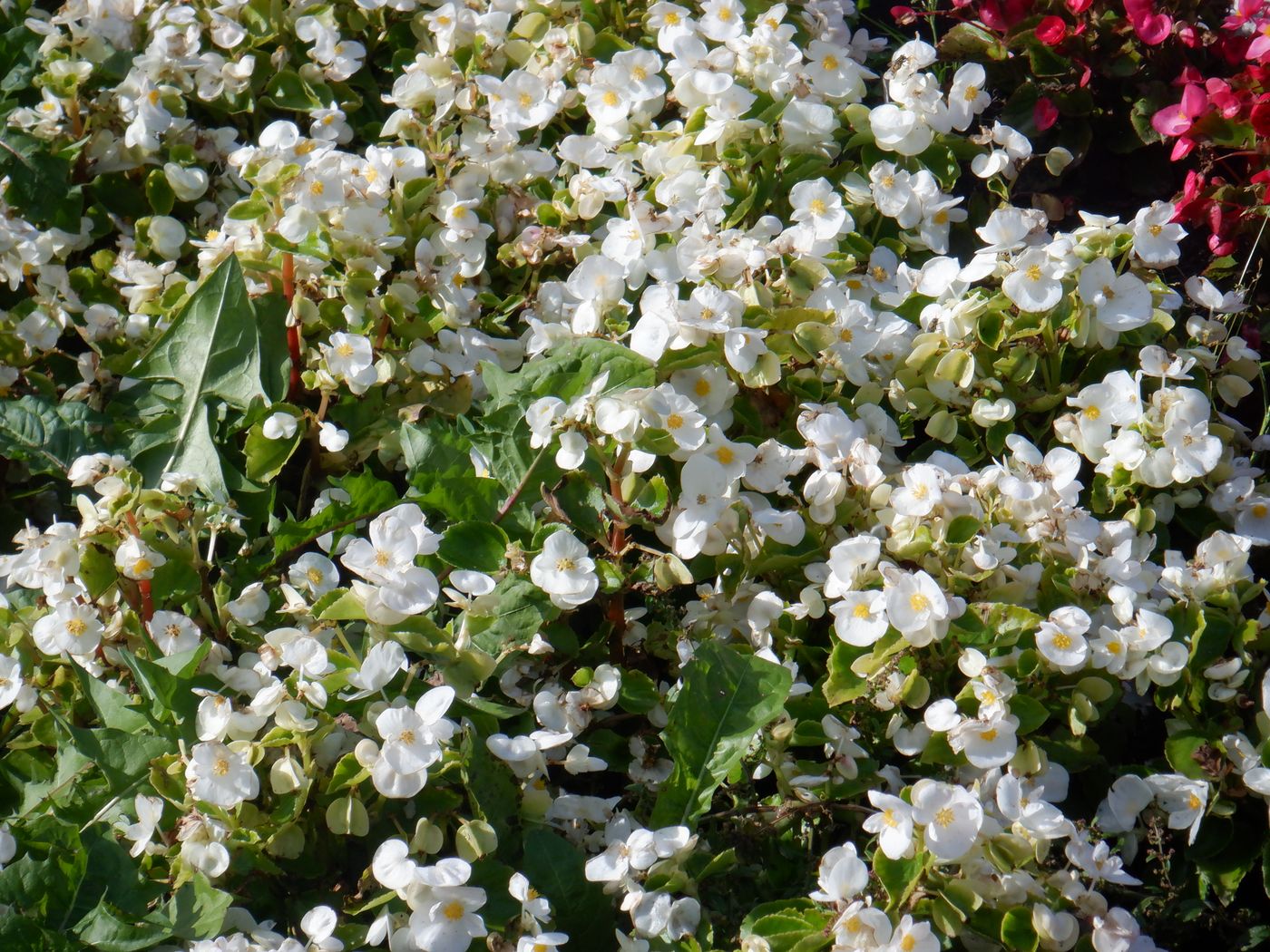 Изображение особи Begonia &times; hortensis.
