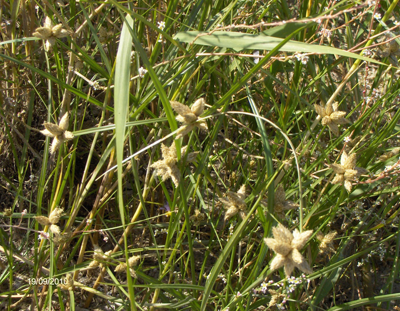 Image of Bolboschoenus popovii specimen.