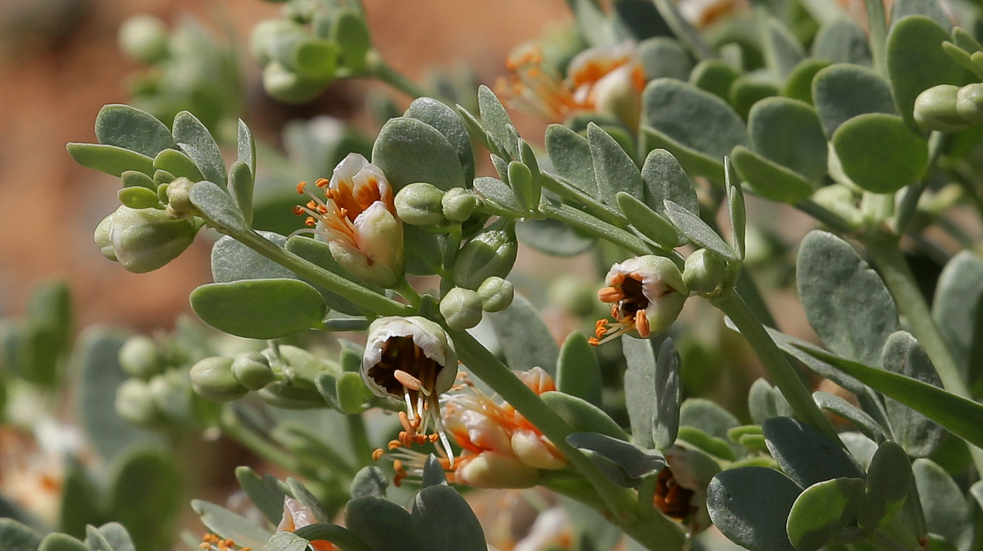 Изображение особи Zygophyllum iliense.