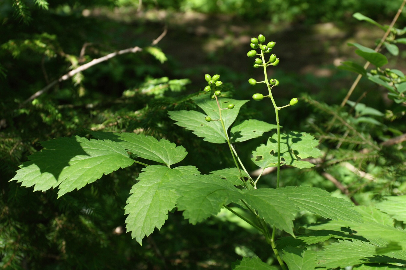 Image of Actaea spicata specimen.