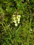 Pedicularis brachystachys. Верхушка цветущего растения. Республика Алтай, Кош-Агачский р-н, верховье р. Актру, пр. берег р. Актру. 27.07.2013.