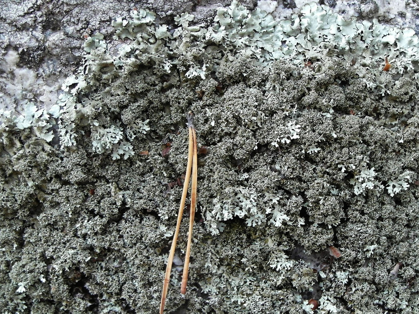 Image of Xanthoparmelia conspersa f. heteroclyta specimen.