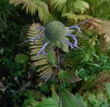 Monarda fistulosa