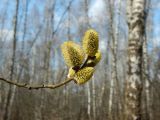 Salix caprea. Часть побега с мужскими соцветиями. Подмосковье, окр. г. Одинцово, мелколесье на опушке берёзовой рощи. Апрель 2021 г.