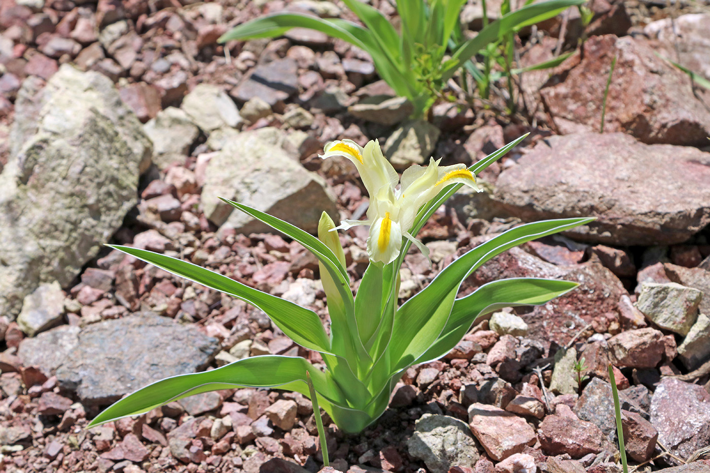 Изображение особи Juno orchioides.