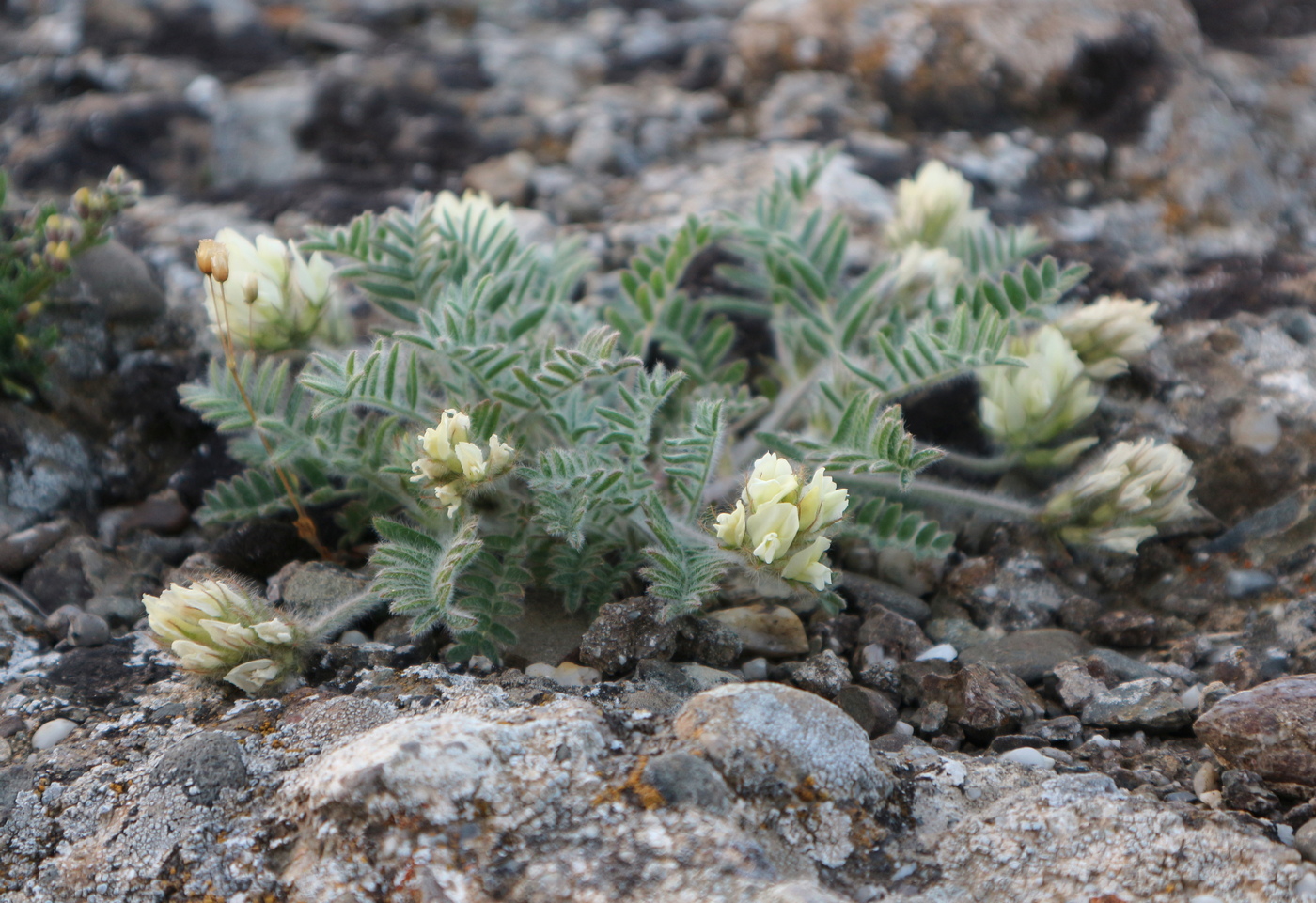 Image of Oxytropis pallasii specimen.