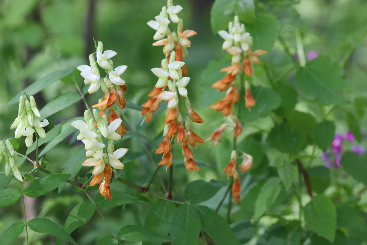 Изображение особи Lathyrus gmelinii.