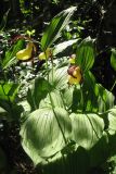 Cypripedium calceolus