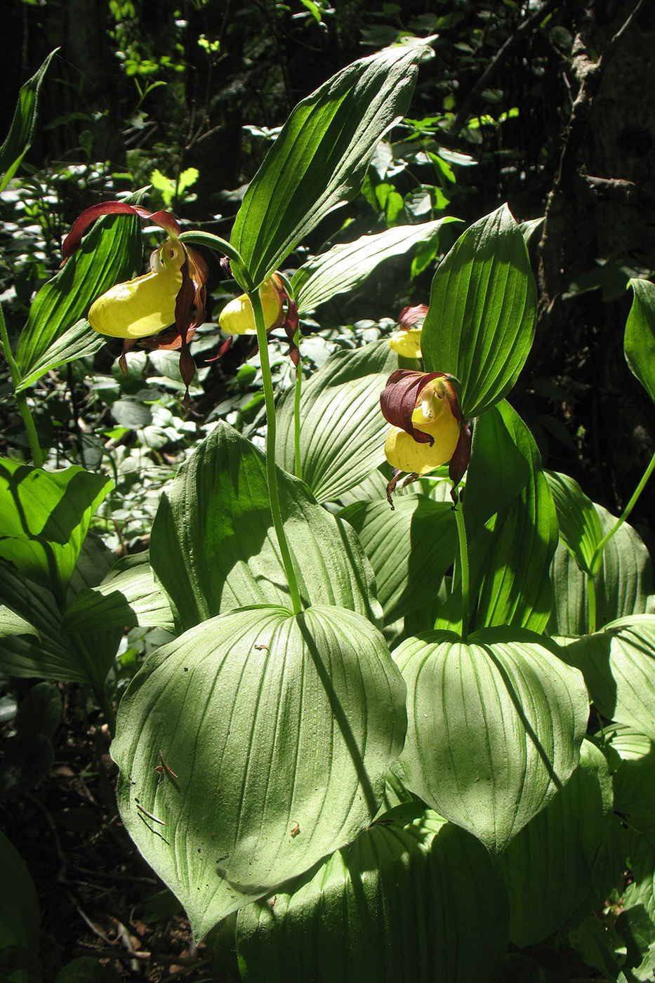 Image of Cypripedium calceolus specimen.