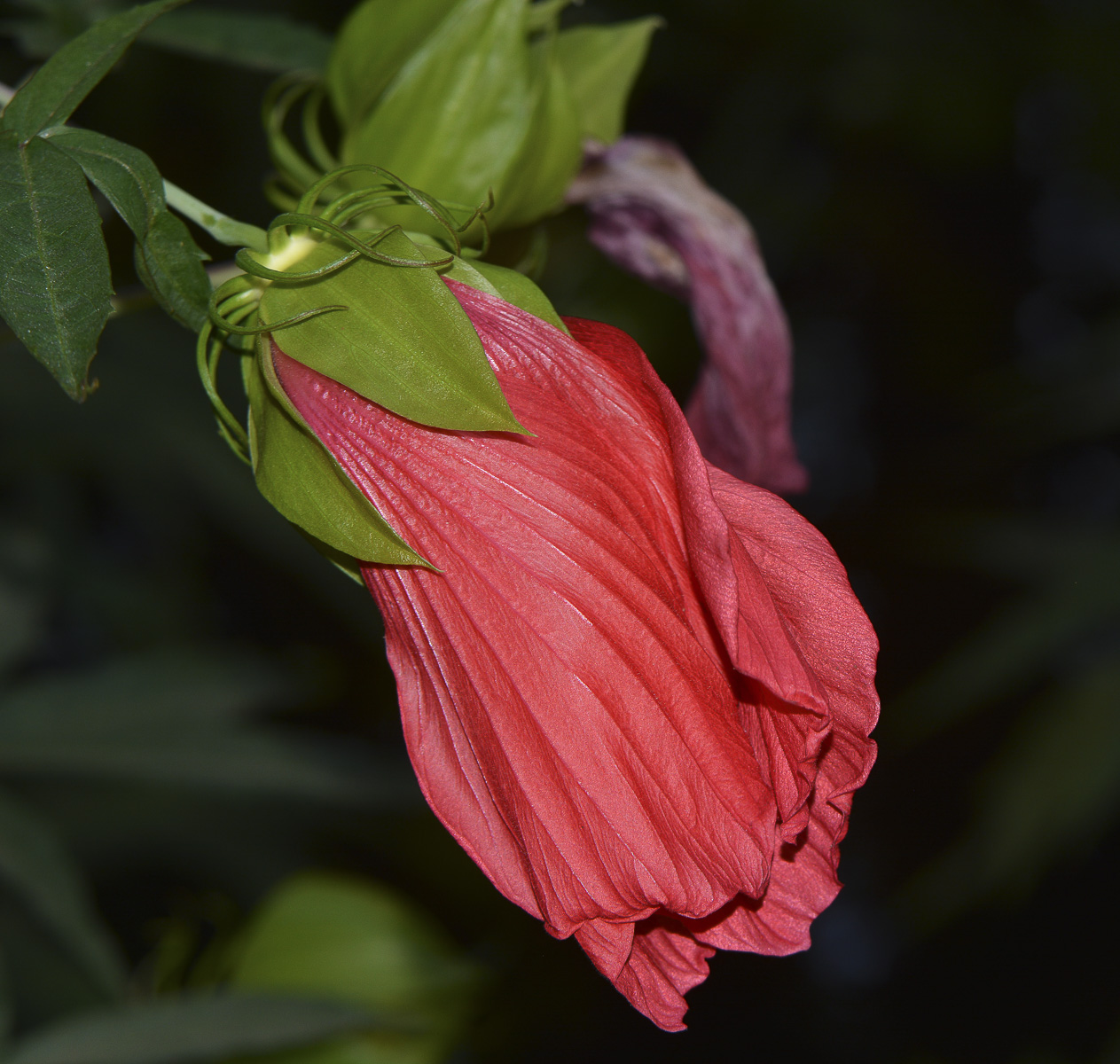 Image of Hibiscus coccineus specimen.